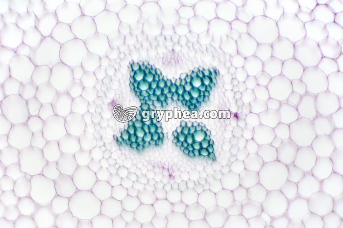 Racine de Mercuriale - structure primaire - détail du cylindre central CT x40 - gryphea.com
